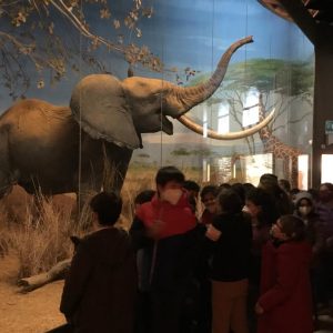 Una mattina al Museo di Storia Naturale: le quarte a caccia dei vertebrati